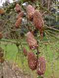 Larix decidua, Europäische Lärche