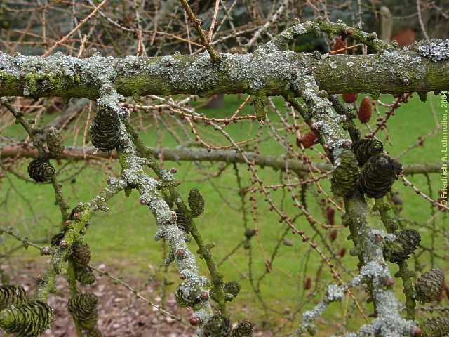 Larix decidua, Europäische Lärche