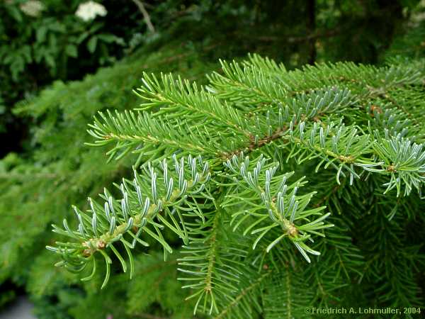 Picea abies, Gewöhnliche Fichte