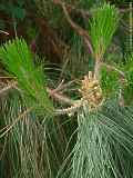 Pinus canariensis