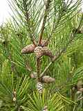 Pinus