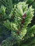 Pinus aristata