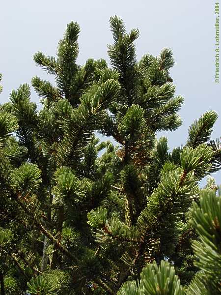 Pinus aristata