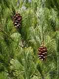 Pinus wallichiana