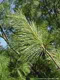 Pinus wallichiana