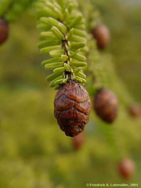 Tsuga diversifolia, verschiedennadelige Hemlockstanne
