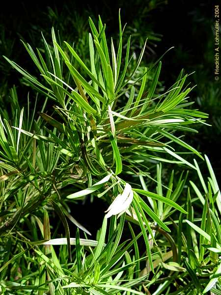 Podocarpus neriifolius