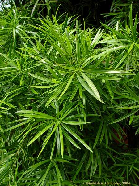 Podocarpus macrophyllus