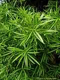 Podocarpus