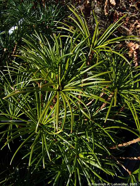 Sciadopitys verticillata