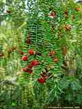 Taxus baccata