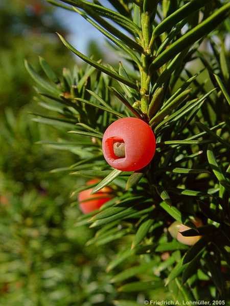 Taxus baccata