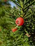 Taxus