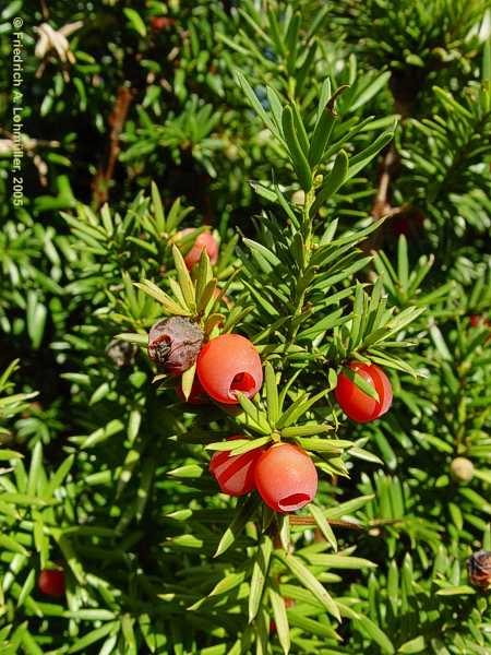 Taxus baccata