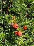 Taxus baccata