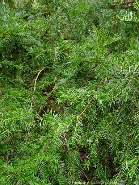 Torreya nucifera