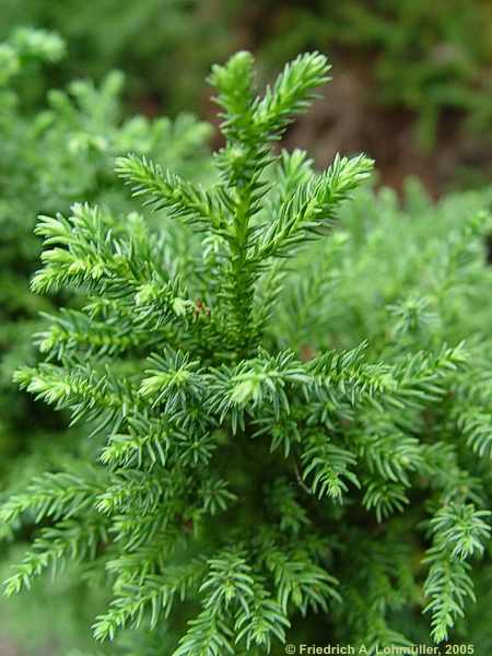 Cryptomeria japonica