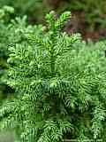 Cryptomeria japonica