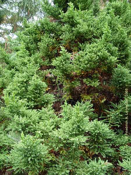 Cryptomeria japonica