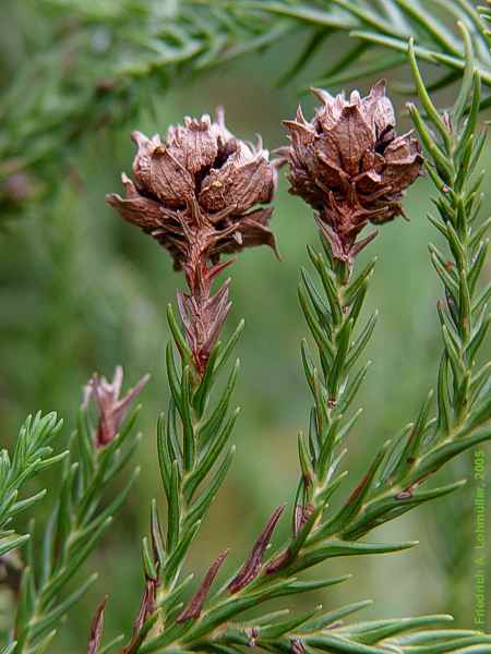 Cryptomeria japonica