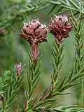 Cryptomeria japonica