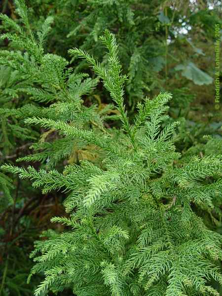 Cryptomeria japonica