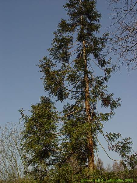 Cryptomeria japonica