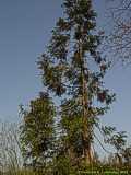 Cryptomeria