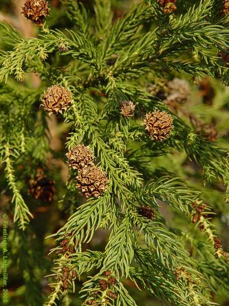 Cryptomeria japonica