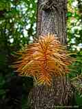 Cunninghamia lanceolata