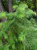 Cunninghamia lanceolata