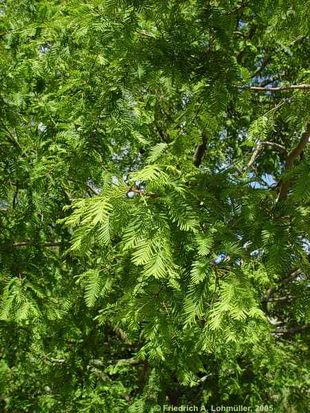 Metasequoia glyptostroboides