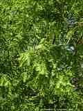 Metasequoia glyptostroboides