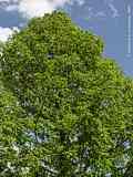 Metasequoia glyptostroboides