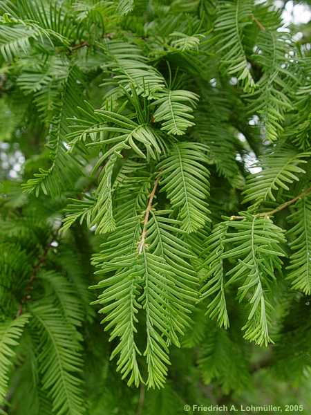 Metasequoia glyptostroboides