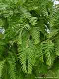 Metasequoia glyptostroboides