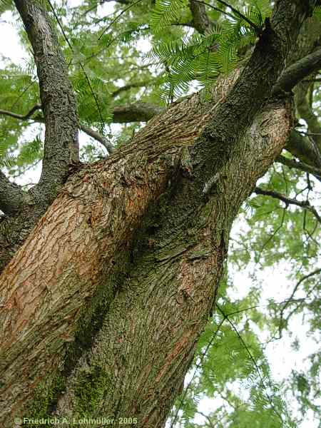 Metasequoia glyptostroboides