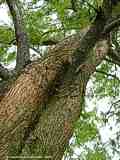 Metasequoia glyptostroboides