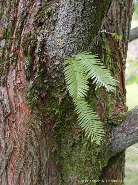 Metasequoia glyptostroboides