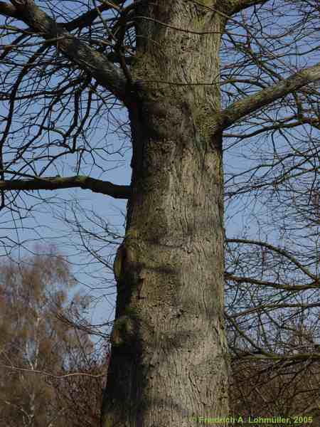 Taxodium distichum