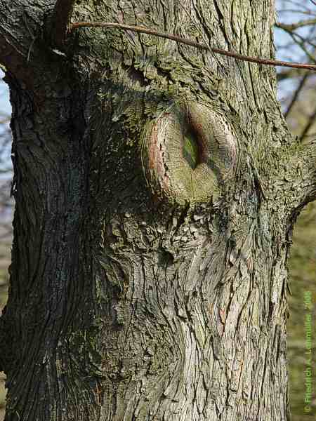 Taxodium distichum