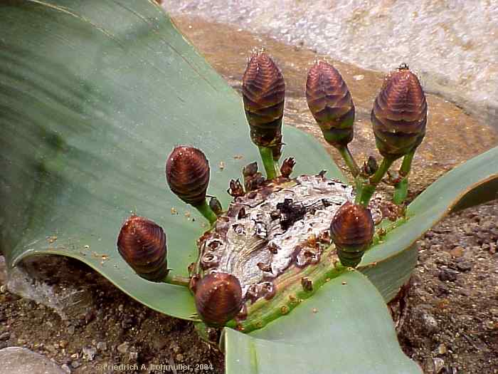 Welwitschia mirabilis