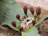 Welwitschia mirabilis