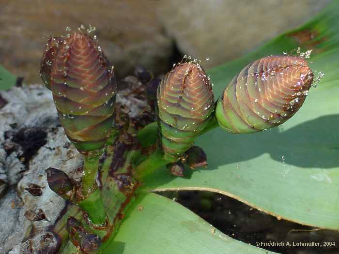 Welwitschia mirabilis