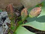 Welwitschia mirabilis