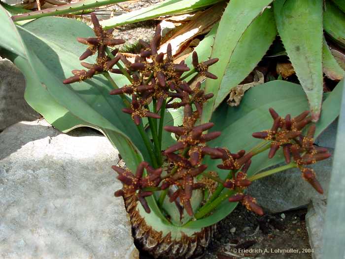 Welwitschia mirabilis