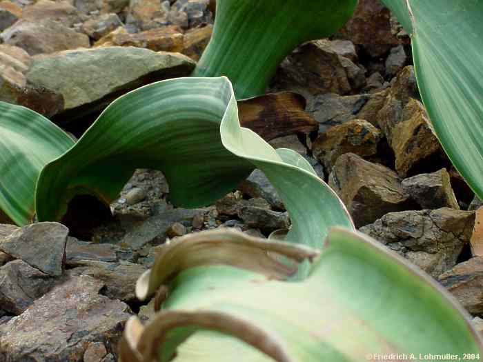 Welwitschia mirabilis