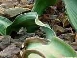 Welwitschia mirabilis