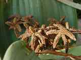 Welwitschia mirabilis