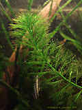 Myriophyllum matogrossense